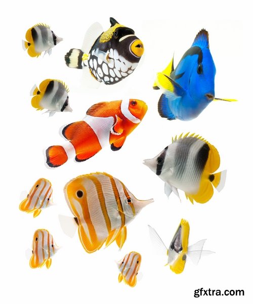 Aquarium fish - 25 HQ Jpg