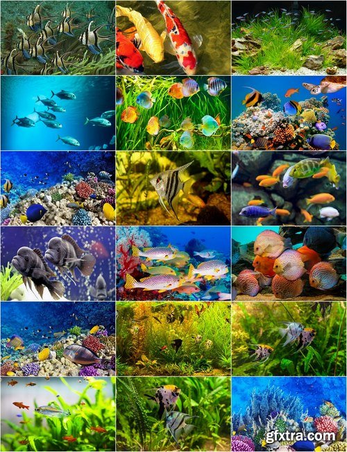 Aquarium fish - 25 HQ Jpg