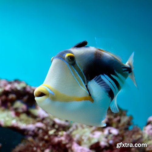 Aquarium fish - 25 HQ Jpg