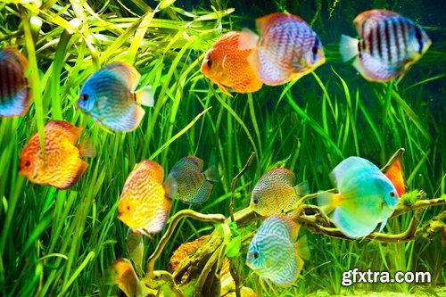 Aquarium fish - 25 HQ Jpg