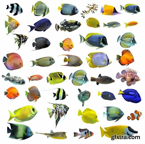 Aquarium fish - 25 HQ Jpg