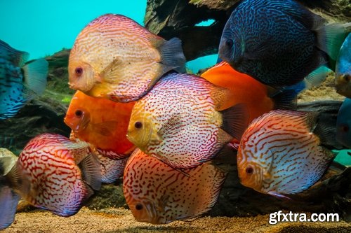 Aquarium fish - 25 HQ Jpg