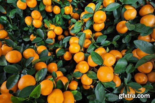 Oranges Collection - 25x JPEGs