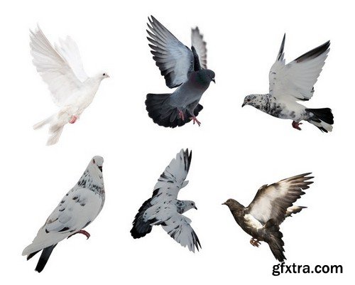 Stock Photos - Dove, Pigeon, 25xJPG