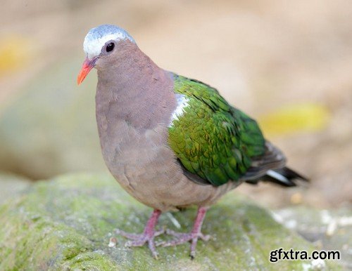 Stock Photos - Dove, Pigeon, 25xJPG