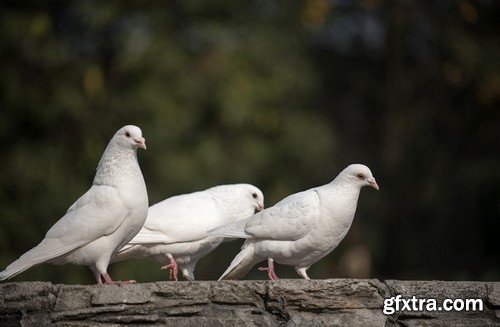 Stock Photos - Dove, Pigeon, 25xJPG