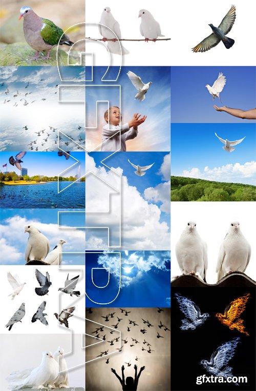 Stock Photos - Dove, Pigeon, 25xJPG