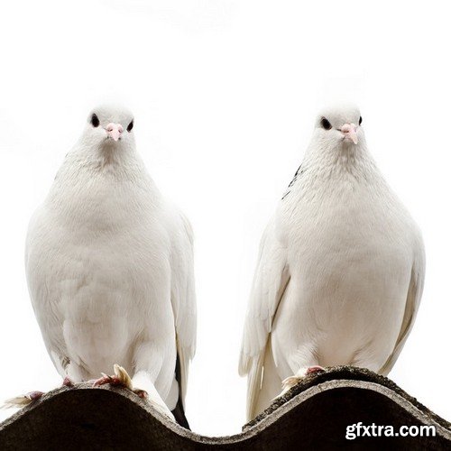 Stock Photos - Dove, Pigeon, 25xJPG