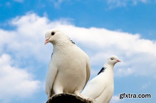 Stock Photos - Dove, Pigeon, 25xJPG