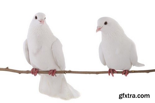 Stock Photos - Dove, Pigeon, 25xJPG