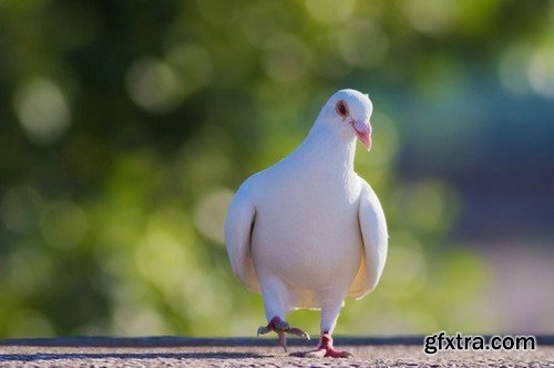 Stock Photos - Dove, Pigeon, 25xJPG