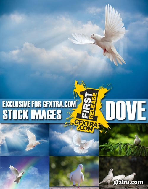 Stock Photos - Dove, Pigeon, 25xJPG