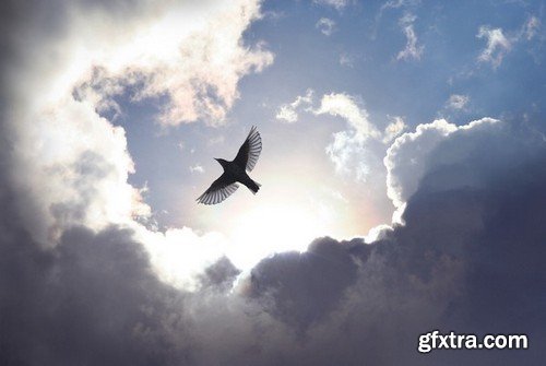 Stock Photos - Dove, Pigeon, 25xJPG