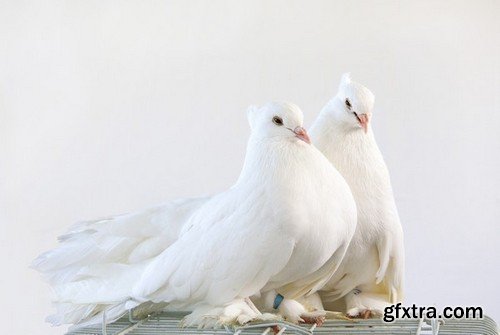 Stock Photos - Dove, Pigeon, 25xJPG