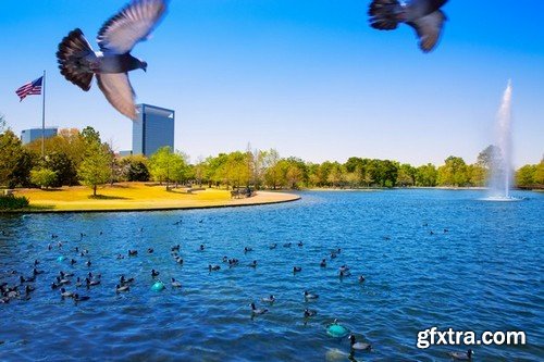 Stock Photos - Dove, Pigeon, 25xJPG