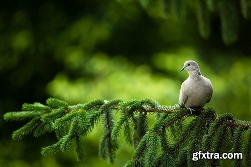 Stock Photos - Dove, Pigeon, 25xJPG