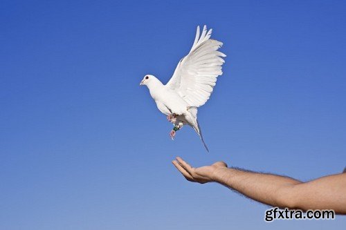 Stock Photos - Dove, Pigeon, 25xJPG