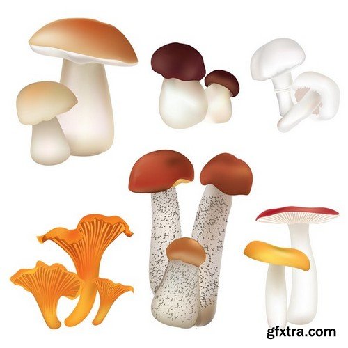 Stock Vectors - Mushrooms, 25xEPS