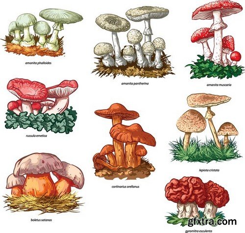 Stock Vectors - Mushrooms, 25xEPS