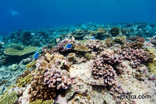 Stock Photos - Underwater World, 25xJPG