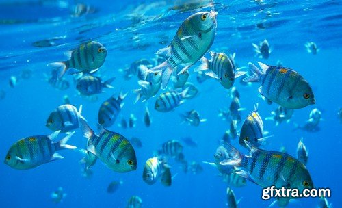 Stock Photos - Underwater World, 25xJPG