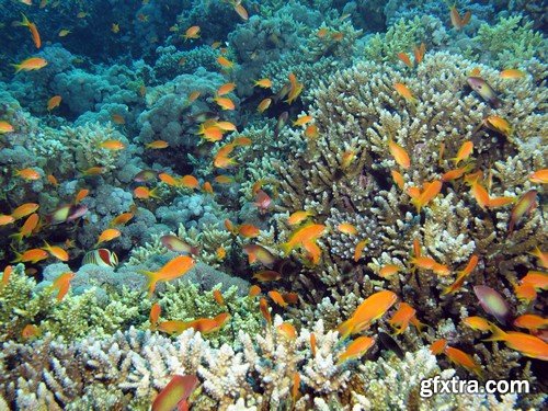 Stock Photos - Underwater World, 25xJPG