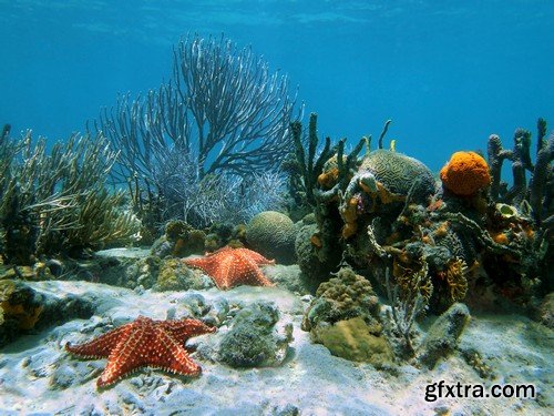 Stock Photos - Underwater World, 25xJPG