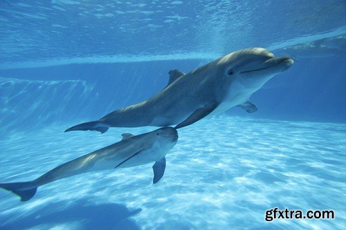 Stock Photos - Underwater World, 25xJPG