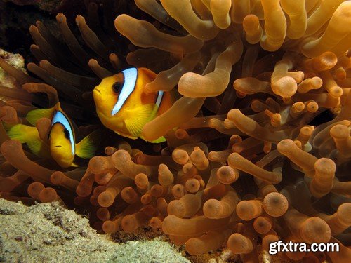 Stock Photos - Underwater World, 25xJPG