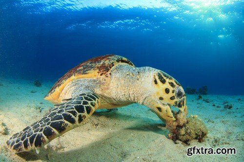 Stock Photos - Underwater World, 25xJPG