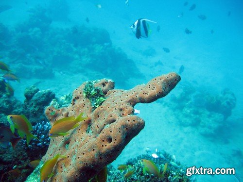 Stock Photos - Underwater World, 25xJPG