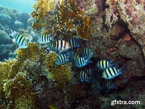 Stock Photos - Underwater World, 25xJPG