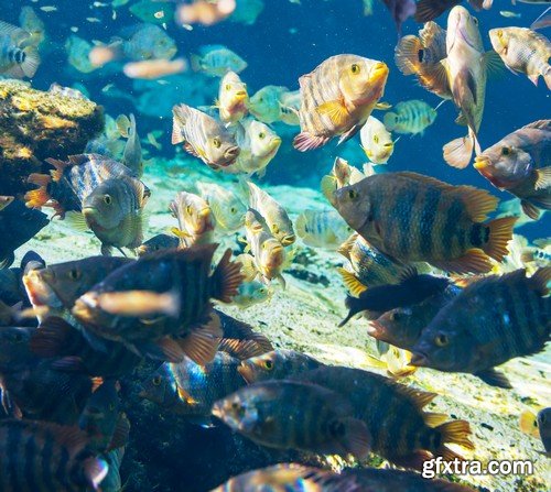 Stock Photos - Underwater World, 25xJPG