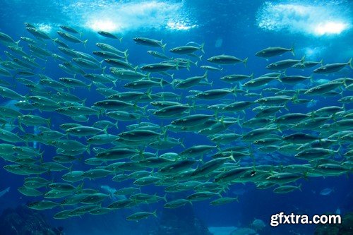 Stock Photos - Underwater World, 25xJPG