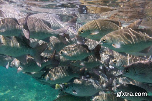 Stock Photos - Underwater World, 25xJPG