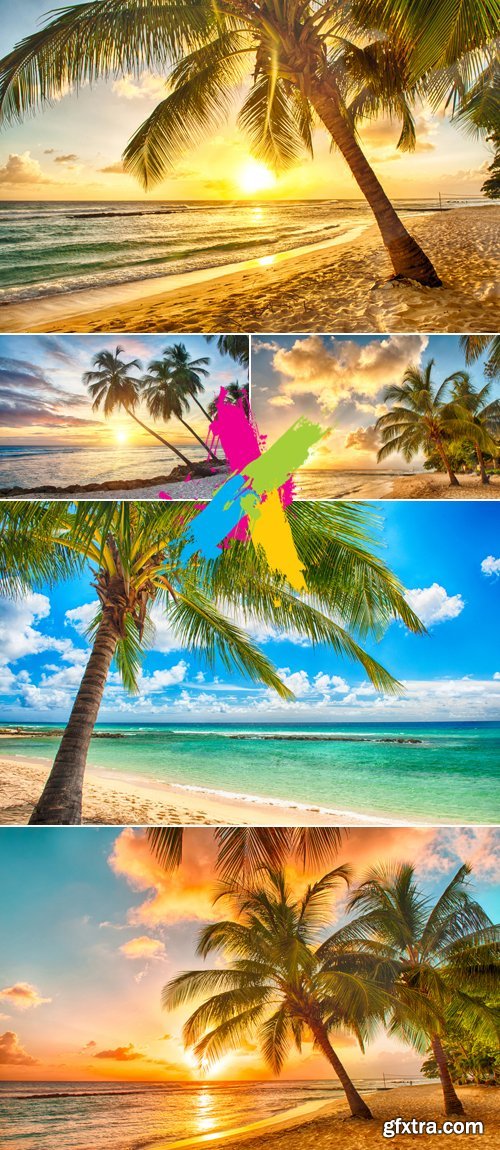 Stock Photo - Tropical Palms & Beach