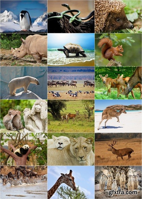 Wild animals in nature - 25 HQ Jpg