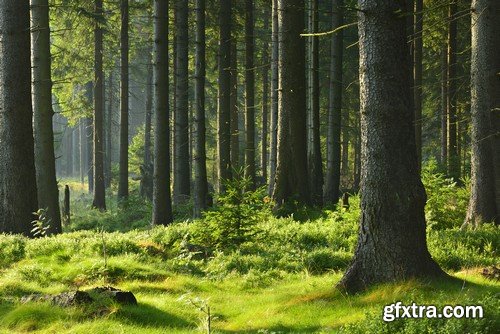 Stock Photos - Forest, 25xJPG