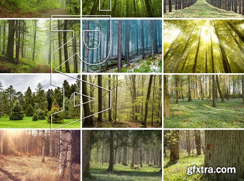 Stock Photos - Forest, 25xJPG