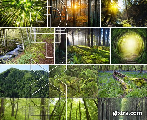 Stock Photos - Forest, 25xJPG