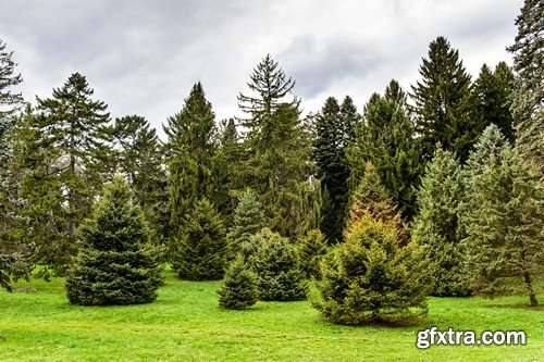 Stock Photos - Forest, 25xJPG