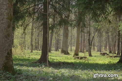 Stock Photos - Forest, 25xJPG