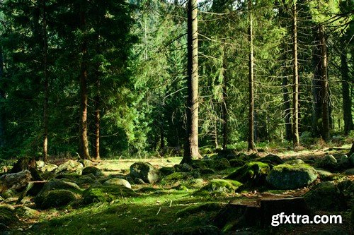 Stock Photos - Forest, 25xJPG