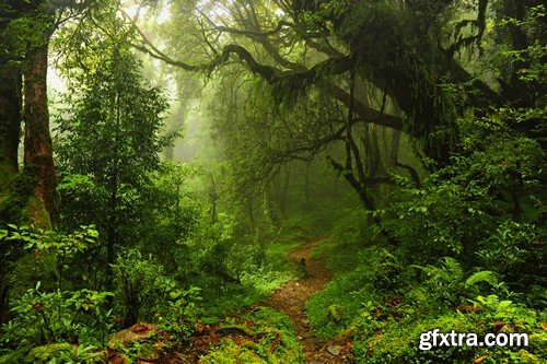 Stock Photos - Forest, 25xJPG