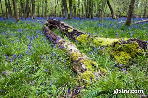 Stock Photos - Forest, 25xJPG