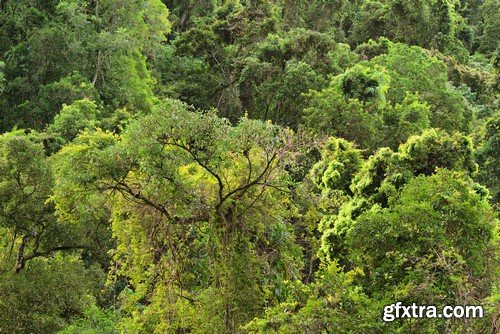 Stock Photos - Forest, 25xJPG