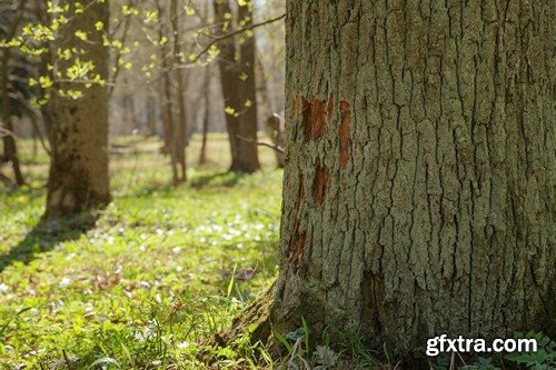 Stock Photos - Forest, 25xJPG