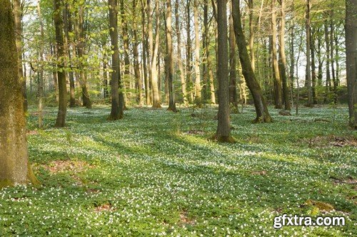 Stock Photos - Forest, 25xJPG