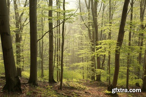 Stock Photos - Forest, 25xJPG