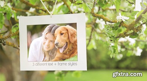 Videohive Photo Gallery Blossoms and Bees 6353451